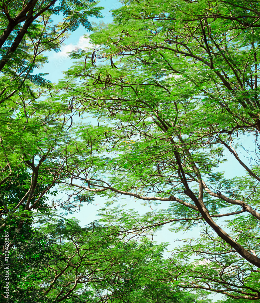 Obraz premium green tree