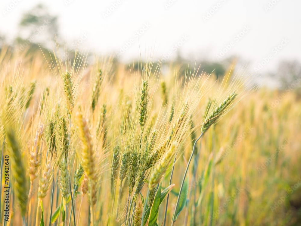 Fototapeta premium ears of wheat in the countryside field
