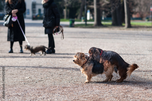 Accoppiamento di cani di piccola taglia in un parco photo