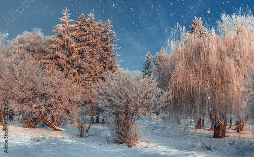 frost covered tree tops on a background of blue sky