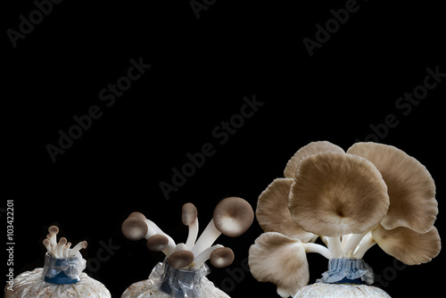 Set oyster mushroom grow from cultivation,black background