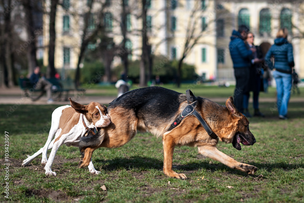 Cane pastore tedesco e pitbull pezzato che giocano insieme liberi in un parco cittadino Cane pastore tedesco e pitbull pezzato che giocano insieme liberi in un parco cittadino