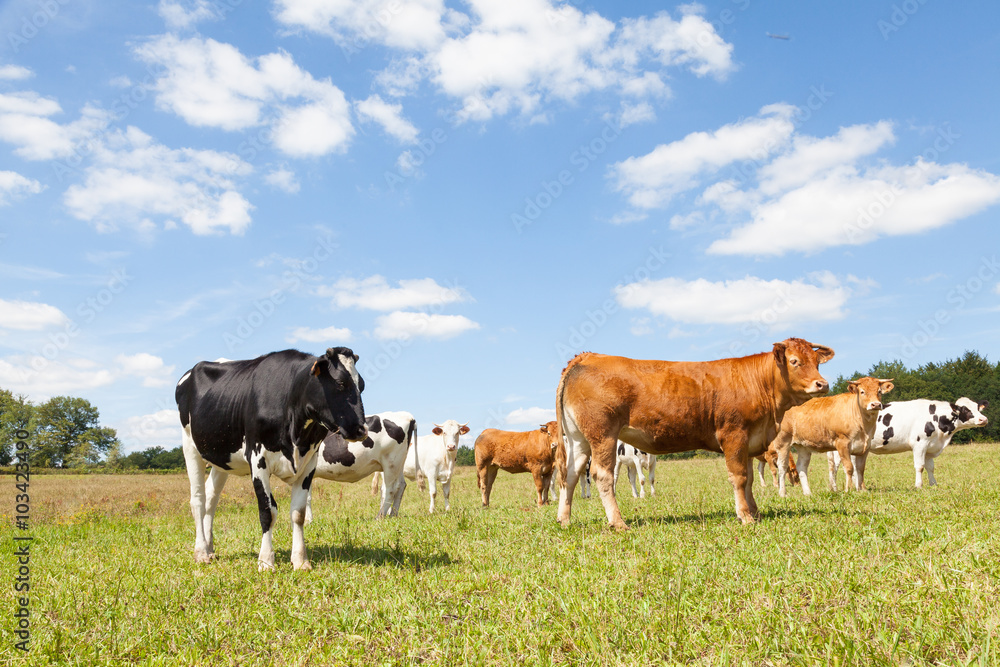 Mixed herd of Limousin beef cows  and Holstein dairy cattle standing in a sunny pasture under  a blue cloudy sky