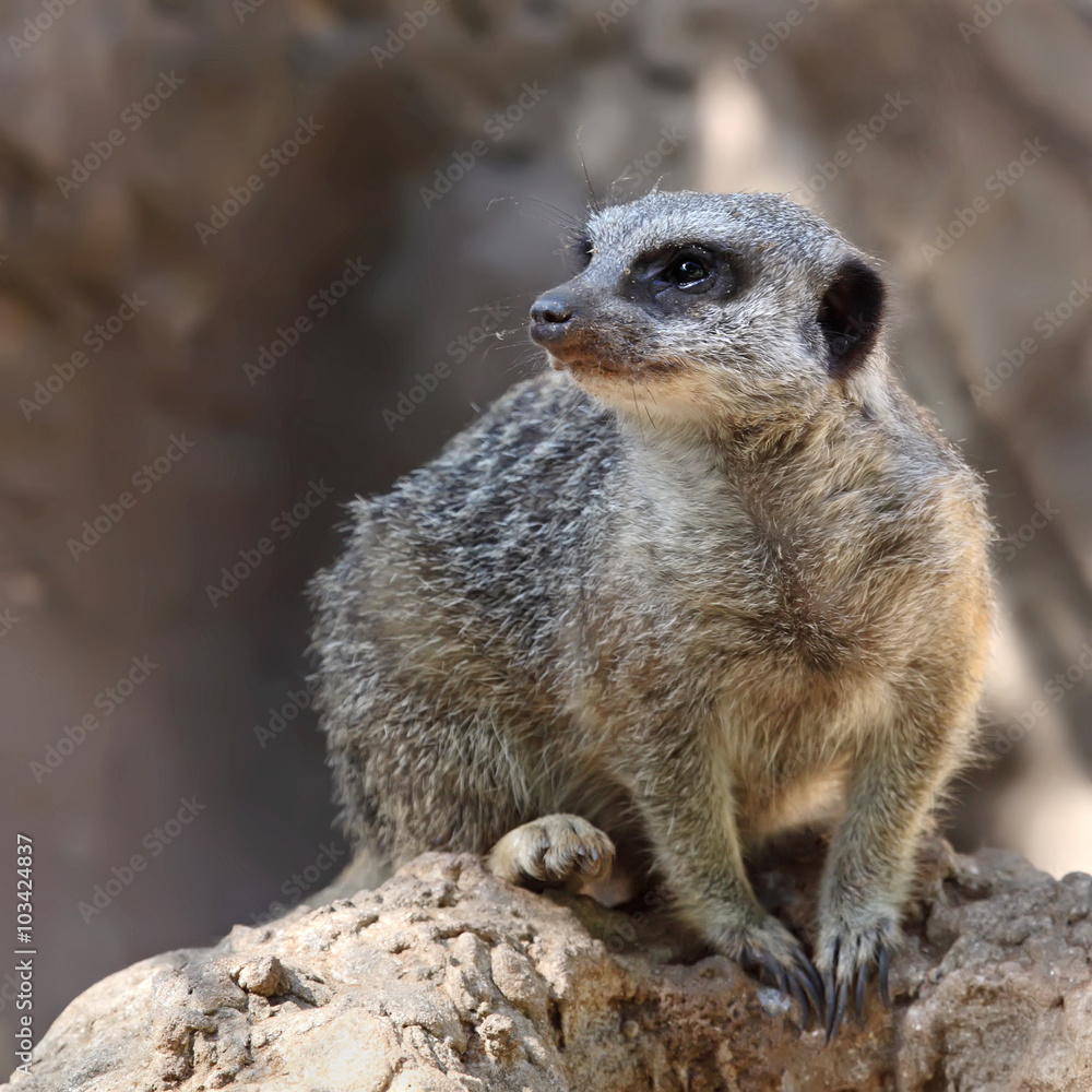 Fototapeta premium Suricate or Meerkat sitting on the stone