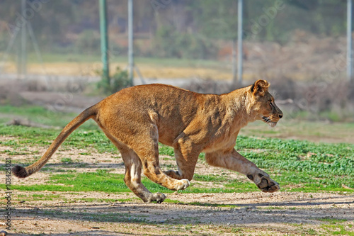 African Lioness running