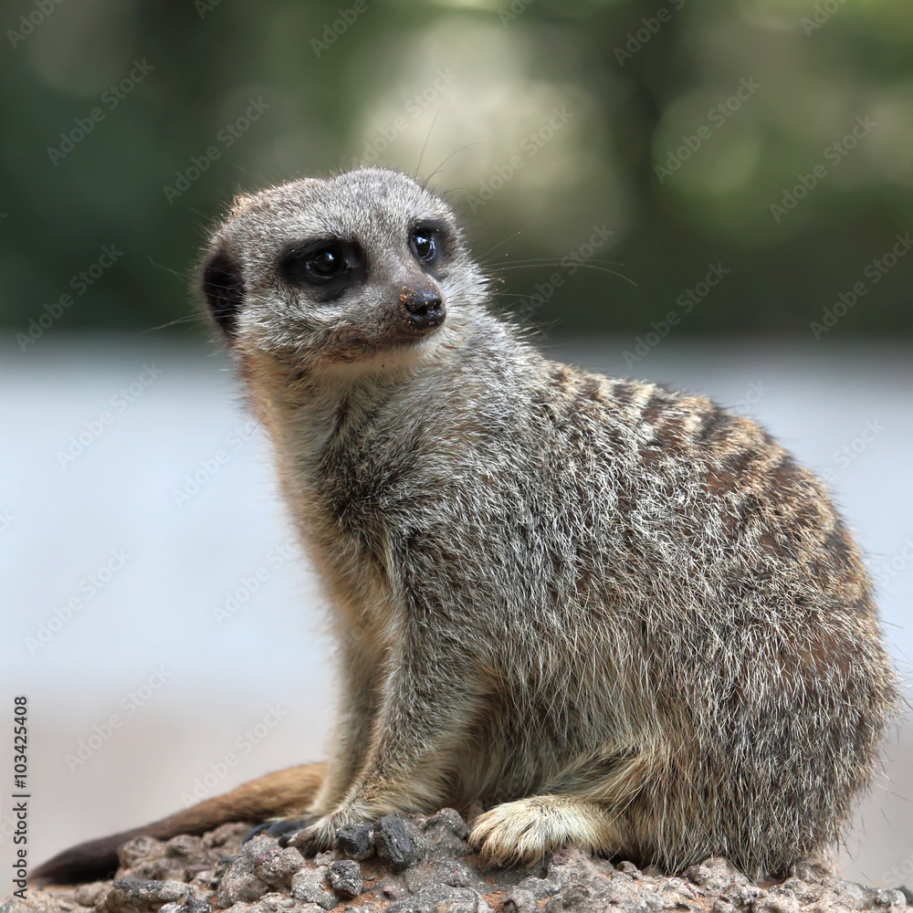 the beauty Meerkat (Suricata suricatta) the beauty Meerkat (Suricata suricatta)