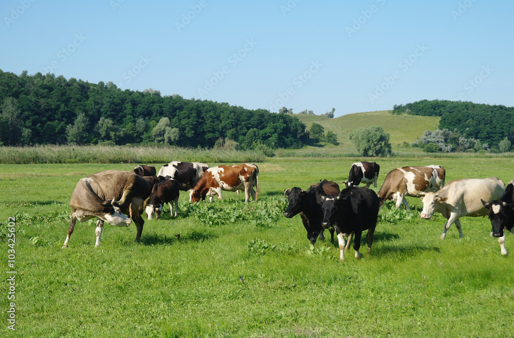 Cows on green grass in the summertime Cows on green grass in the summertime