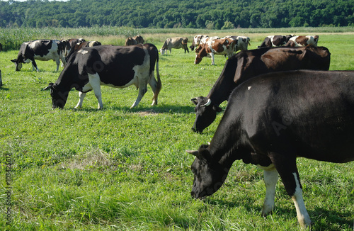 Wallpaper Mural Cows on green grass in the summertime Torontodigital.ca