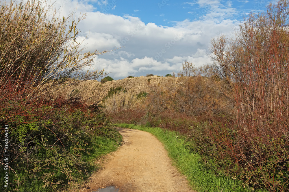 Early spring in Israel. Bright sunshine, green grass and clear air Early spring in Israel. Bright sunshine, green grass and clear air