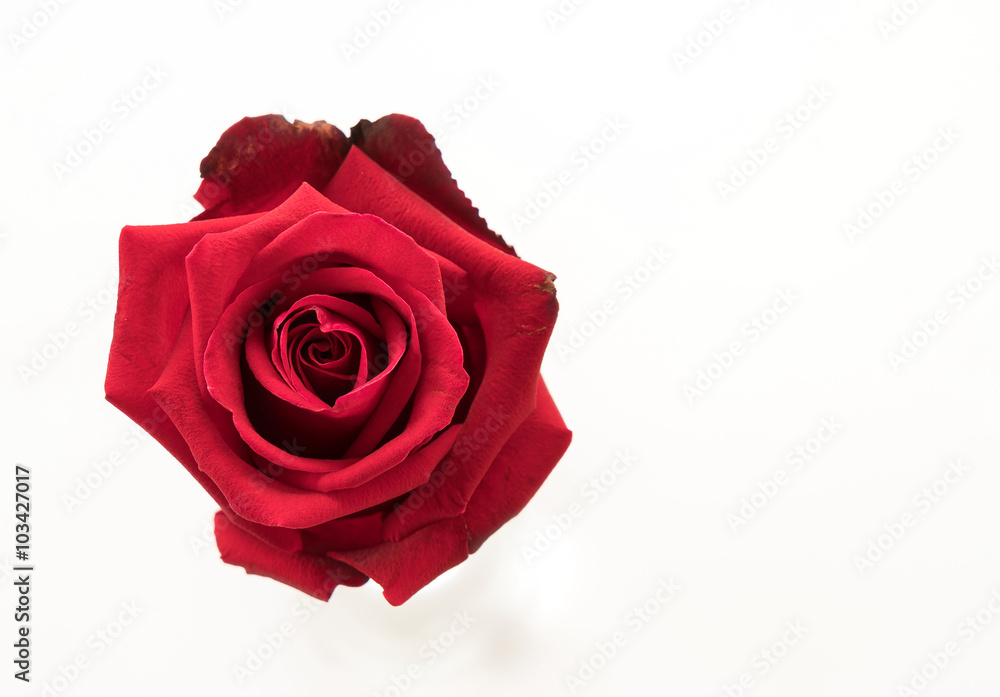 red rose