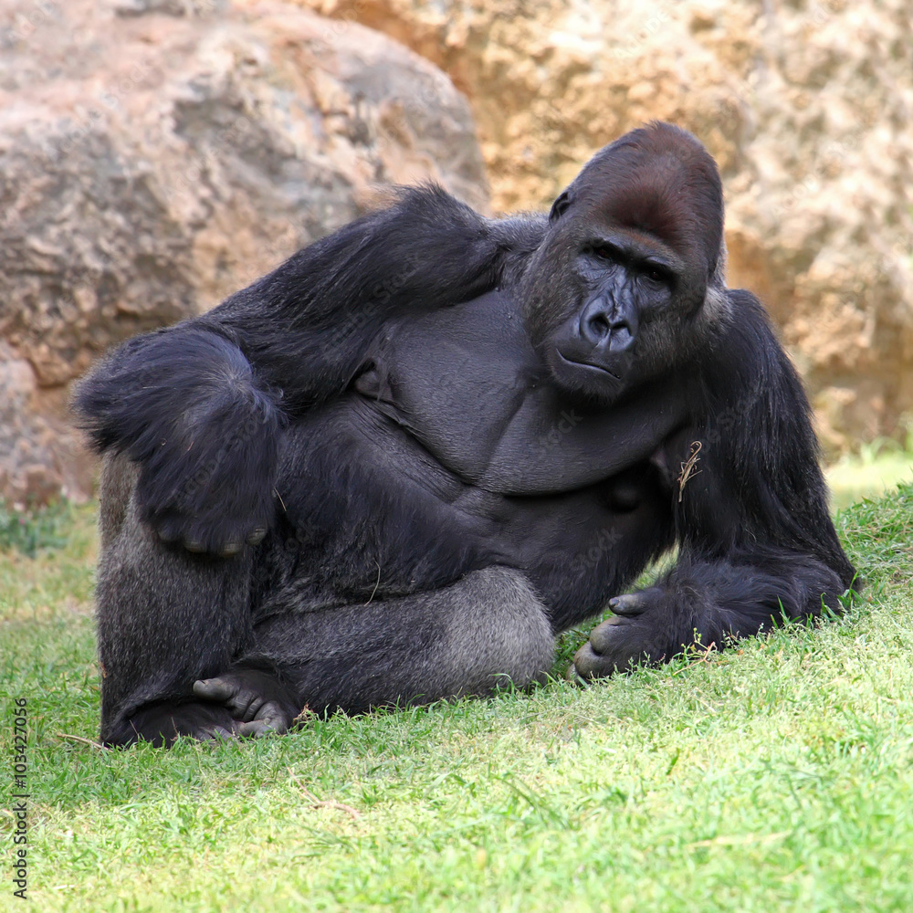 Male Gorilla lying in the grass Male Gorilla lying in the grass