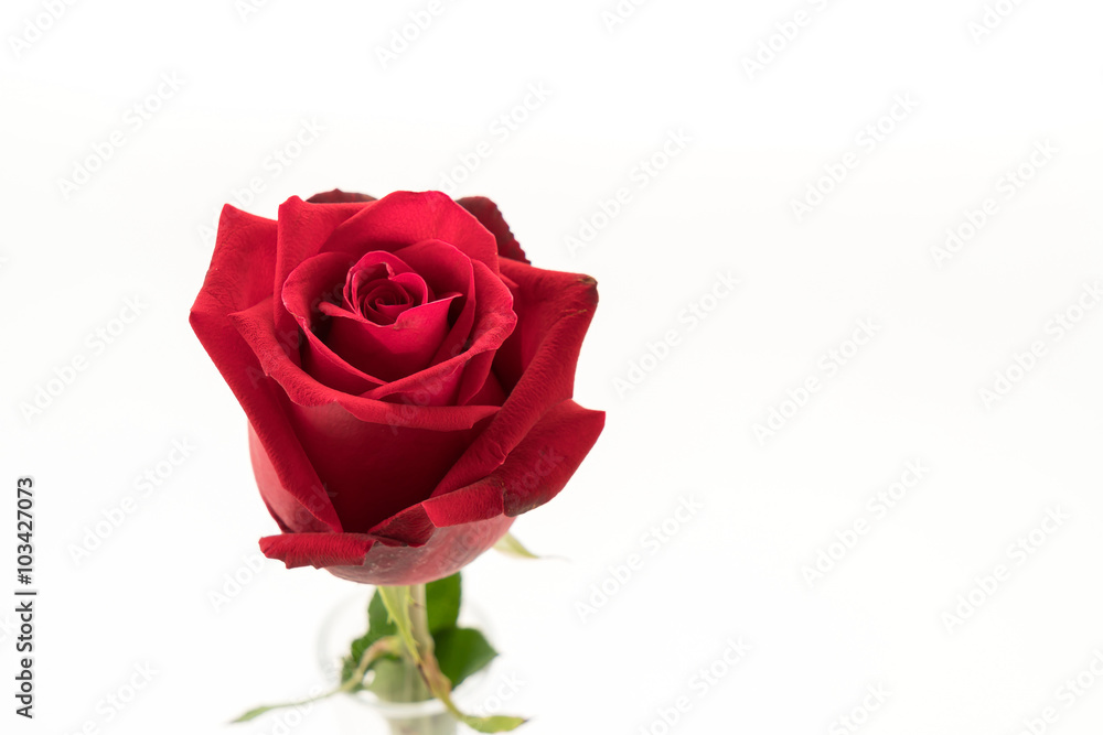 Obraz premium red rose