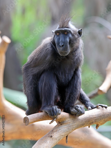 Crested Black Macaque (Macaca nigra)