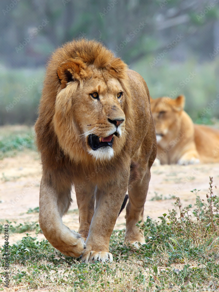Close Up picture of a male lion on the grass Close Up picture of a male lion on the grass
