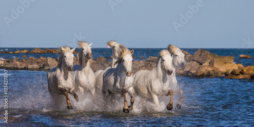 White Camargue Horses galloping along the sea beach. Parc Regional de Camargue. France. Provence. An excellent illustration