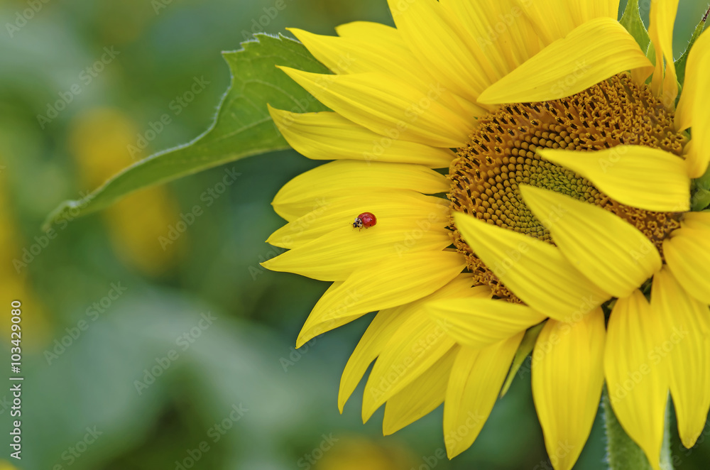 Obraz premium Ladybug on sunflower