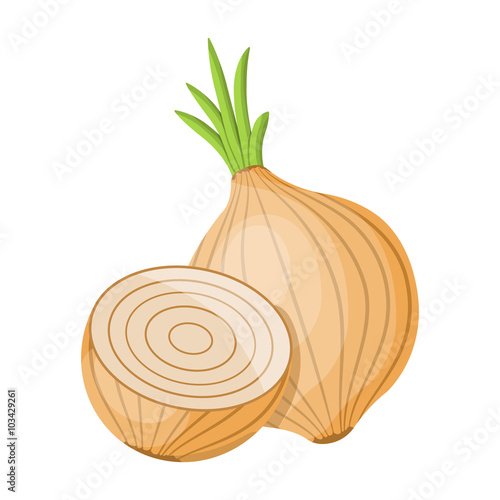 vector illustration of onion