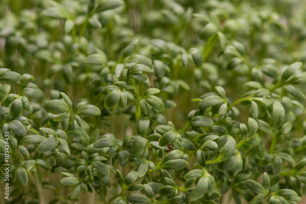 Watercress microplants closeup after germination process Watercress microplants closeup after germination process