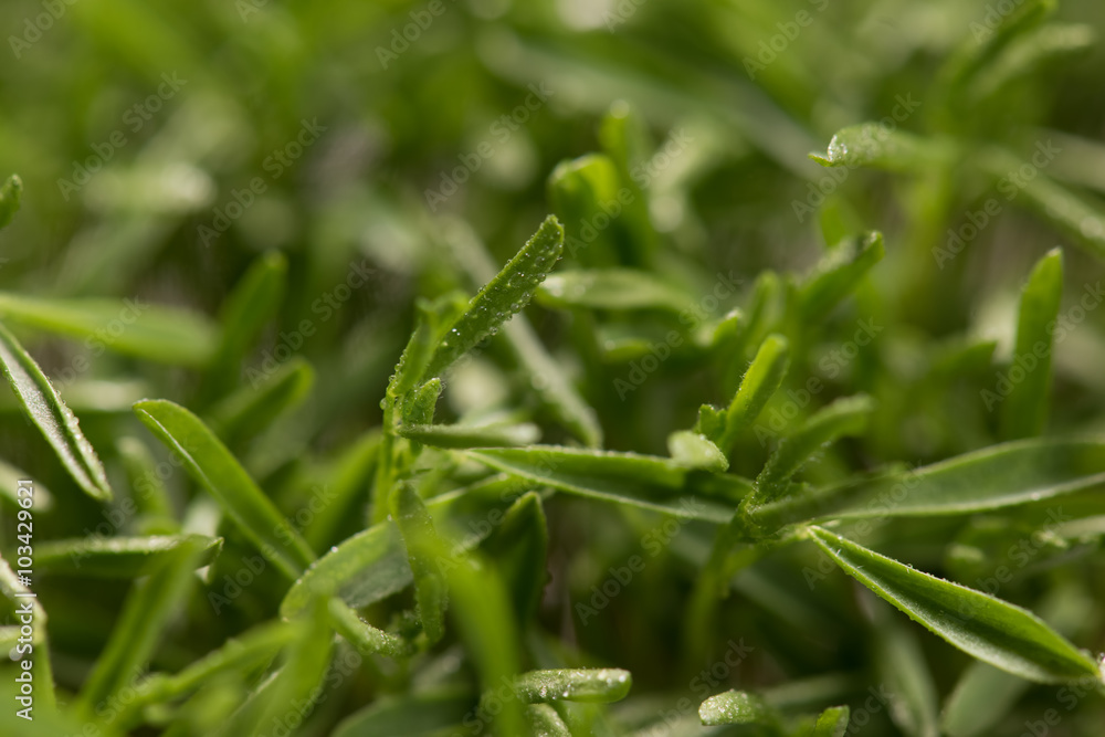 Lentil microplants closeup after germination process Lentil microplants closeup after germination process