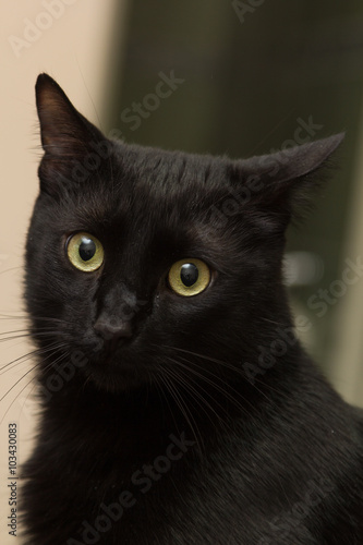 Black cat sitting in the apartment