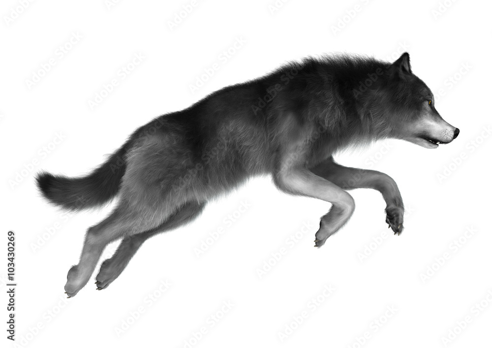 Wild Wolf on White Wild Wolf on White