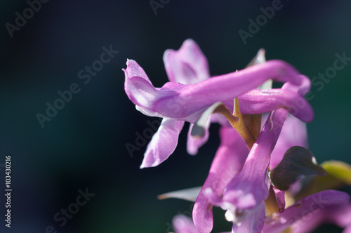 fiori di Corydalis