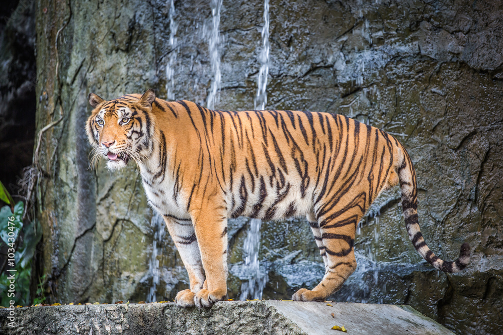 Fototapeta premium Tygrys bengalski