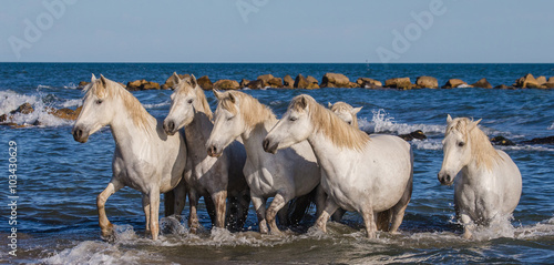 Fototapeta Naklejka Na Ścianę i Meble -  White Camargue Horses are standing on the sea beach. Parc Regional de Camargue. France. Provence. An excellent illustration 