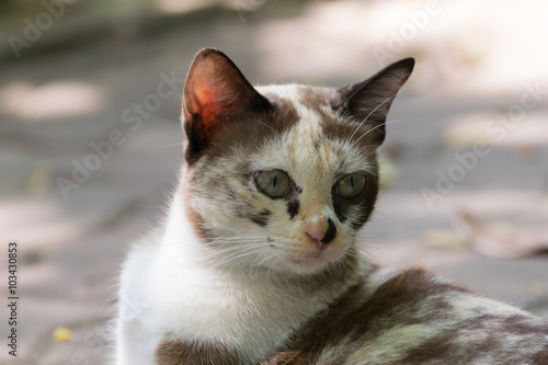 Thai cute cat