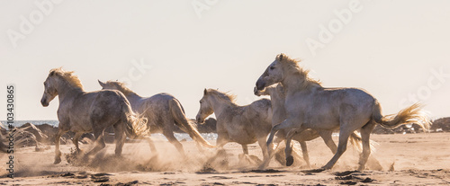 White Camargue Horses galloping on the sand. Parc Regional de Camargue. France. Provence. An excellent illustration
