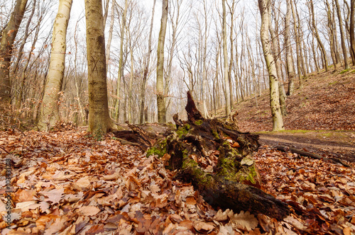 Late autumn oak forest and fallen tree trunk © tamu66