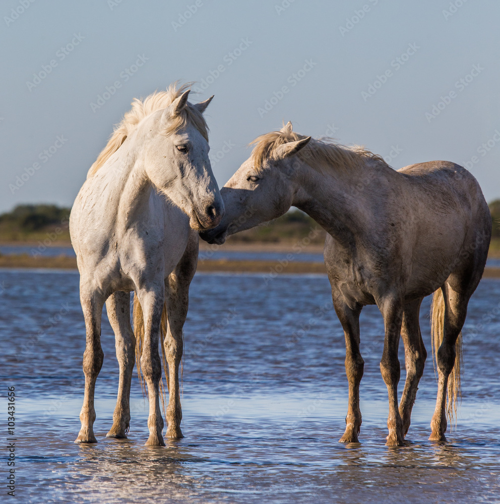 White Camargue Horses stand in the swamps nature reserve. Parc Regional de Camargue. France. Provence. An excellent illustration White Camargue Horses stand in the swamps nature reserve. Parc Regional de Camargue. France. Provence. An excellent illustration