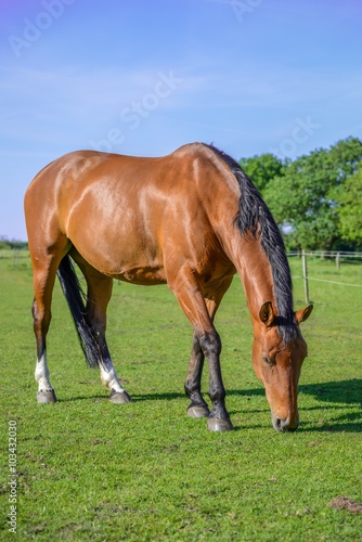 Brown horse on green grass