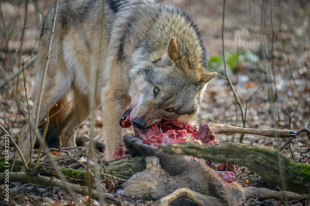 Obraz premium eating gray wolf in the forest
