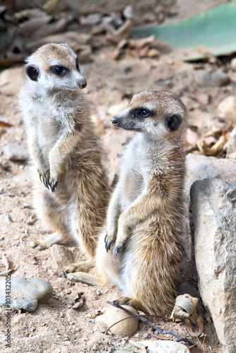 Meerkat or suricate © Nazzu