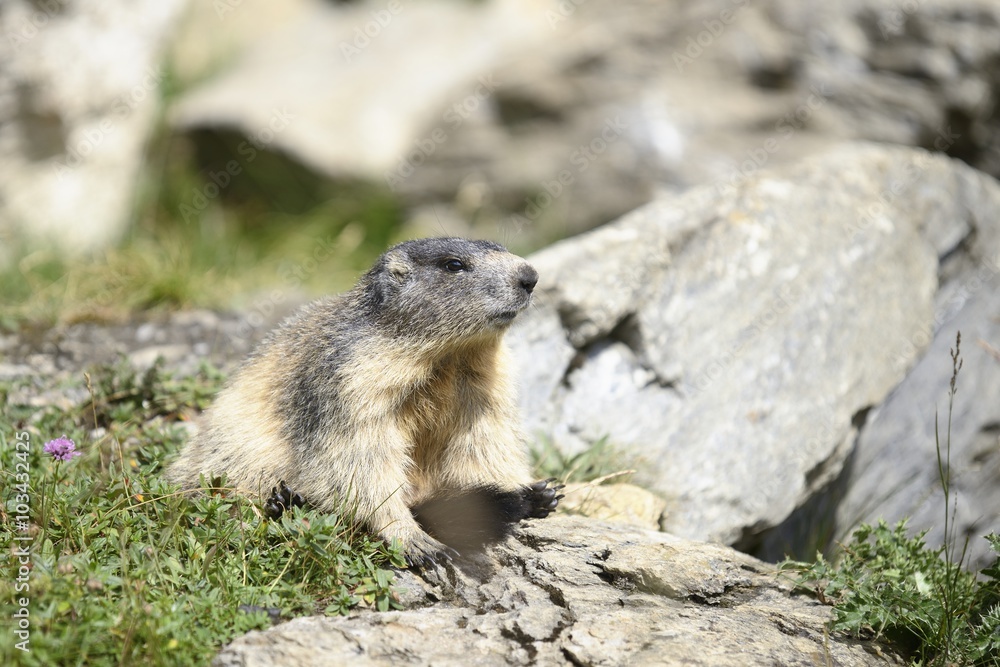 Marmot Marmot
