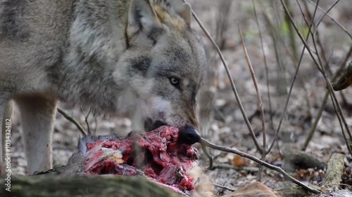 eating gray wolf in the forest