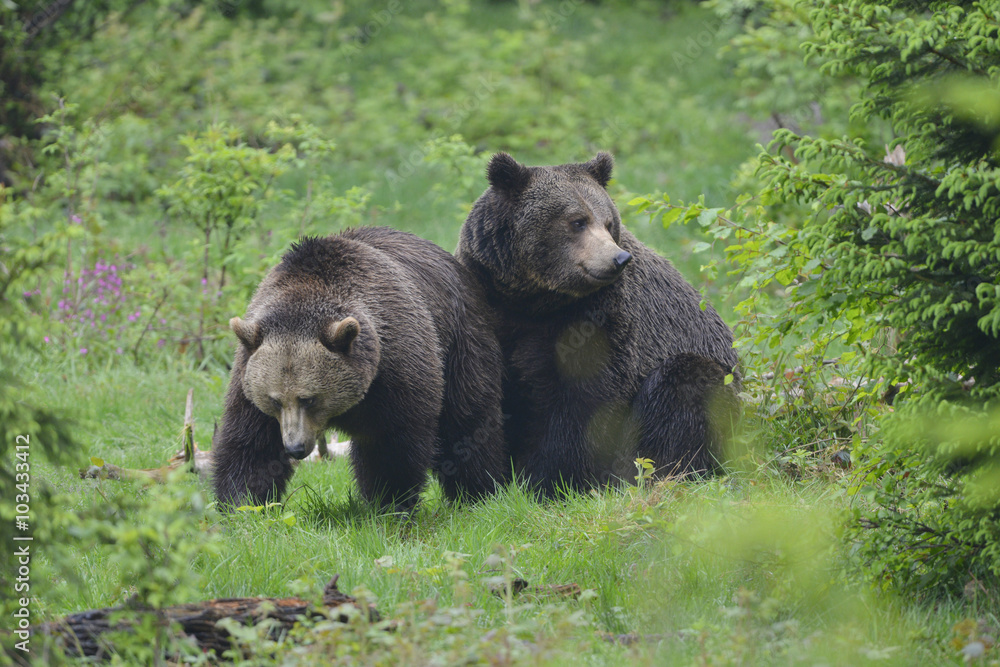 Fototapeta premium Bärenliebe