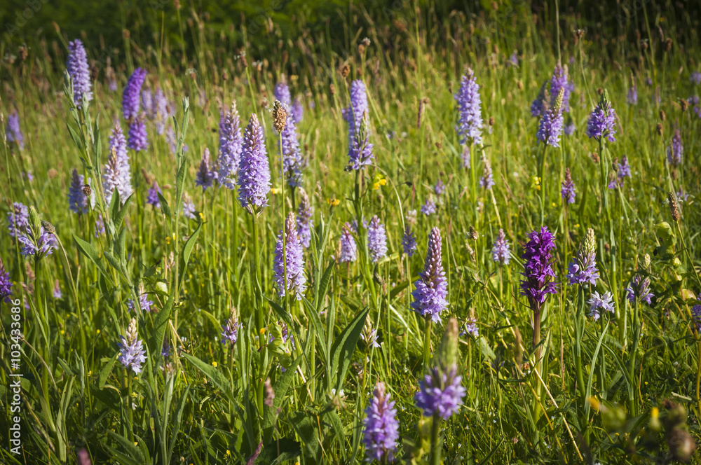 One Early Purple Orchid, Orchis mascula, amongst Common spotted Orchids, Dactylorhiza fuchsii at Heysham Lancashire. One Early Purple Orchid, Orchis mascula, amongst Common spotted Orchids, Dactylorhiza fuchsii at Heysham Lancashire.
