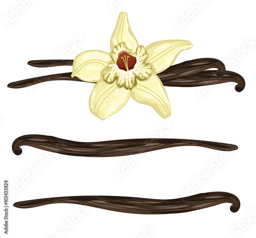 Vanilla sticks or pods with flower on a white background. Isolated vanilla, vector illustration