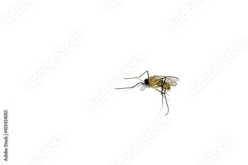 Dead Mosquito on white background