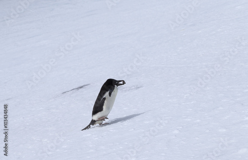 Ad  lie Penguin carrying stone for the nest  Antarctica.