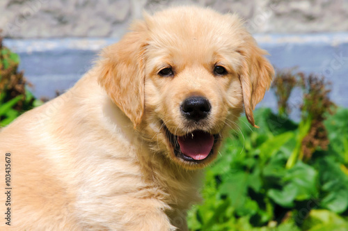 Golden retriever puppy sitting and smiling