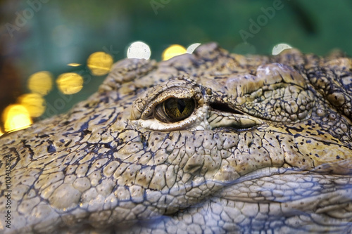Сrocodile eyes close up