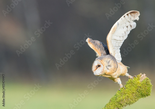 Fototapeta Naklejka Na Ścianę i Meble -  Barn owl taking off from mossy perch, open wings, with clean background, Czech republic, Europe