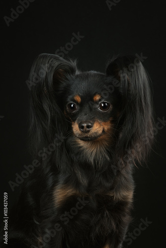  Russian toy terrier  photo