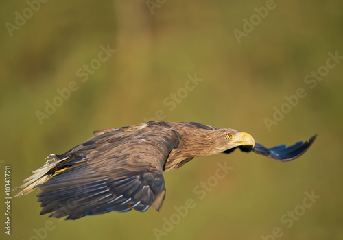 White tailed eagle in flight, closeup, with clean green background, Czech Republic, Europe