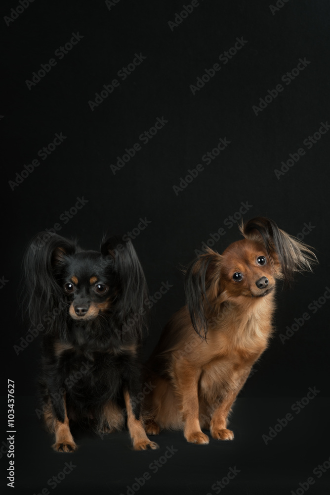 Two Russian toy terrier on a black background.