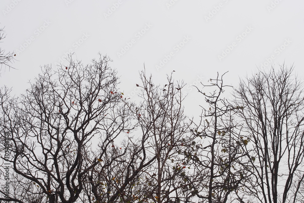 Forest trees blossom green leafs in summer 