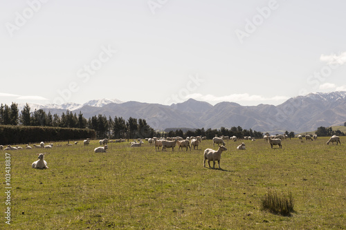 Colinas y montañas verdes con ovejas de la Isla Sur de Nueva Zelanda © DiegoCalvi
